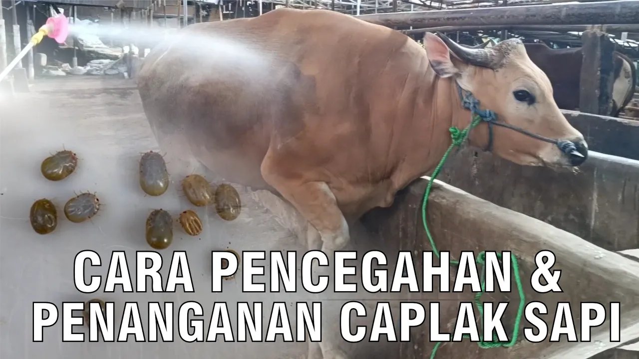 
                                 Pencegahan-Penanganan-Caplak-Pada-Sapi